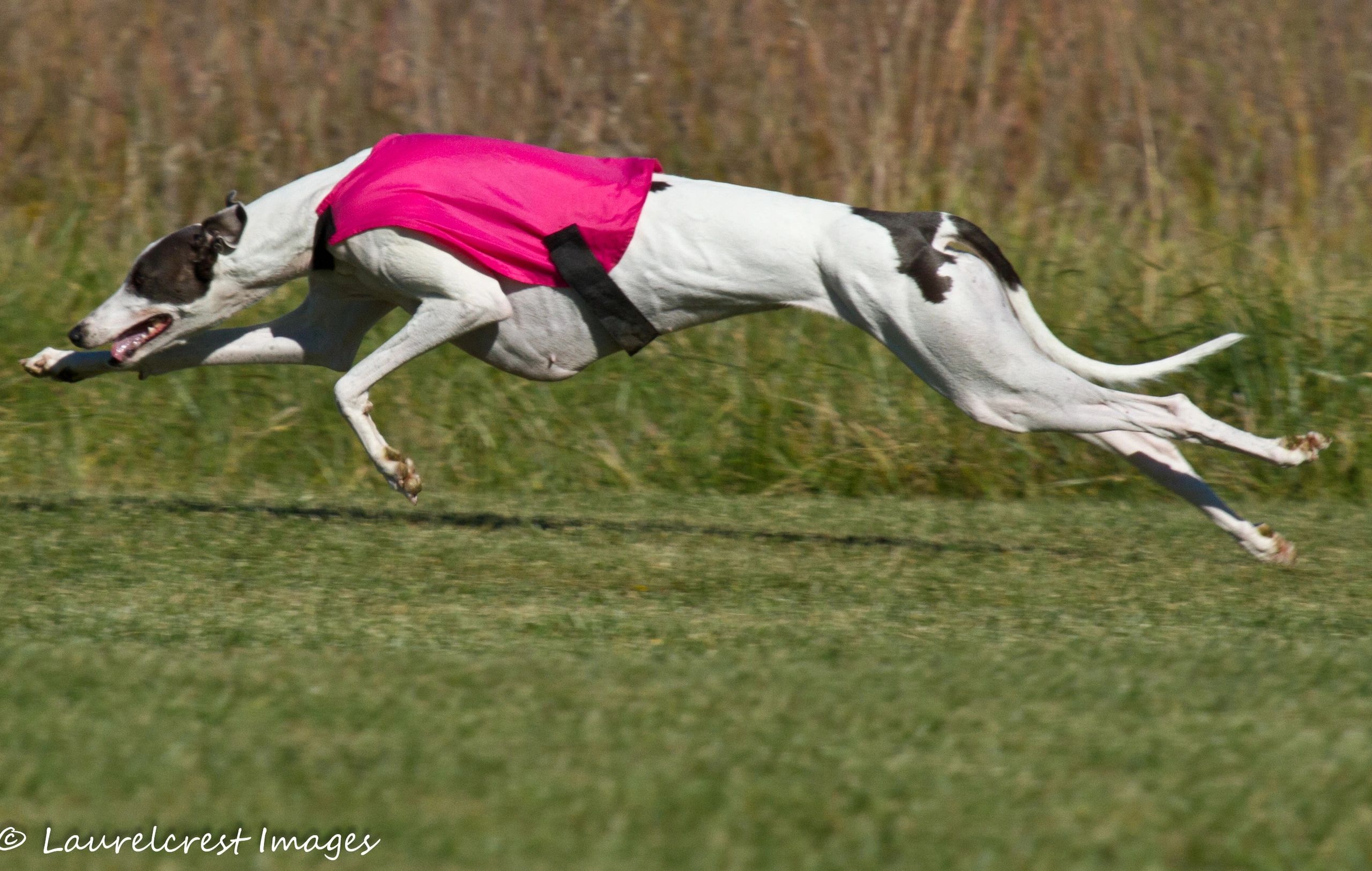 past-events-coursing